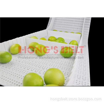 Fruit Industry Modular Conveyor Belt